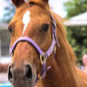 Meet your Posher, Sea